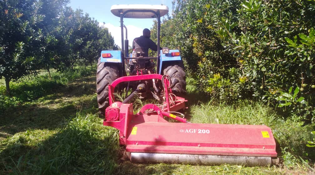 Why UK Macadamia Buyers Are Adding a Second African Origin